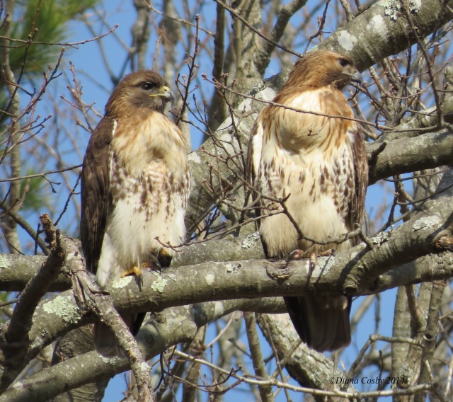 3 - 22 - 2014  Pair of Red Tailed Hawks