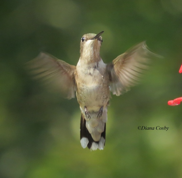 8 - 1 - 2014  Hummingbird